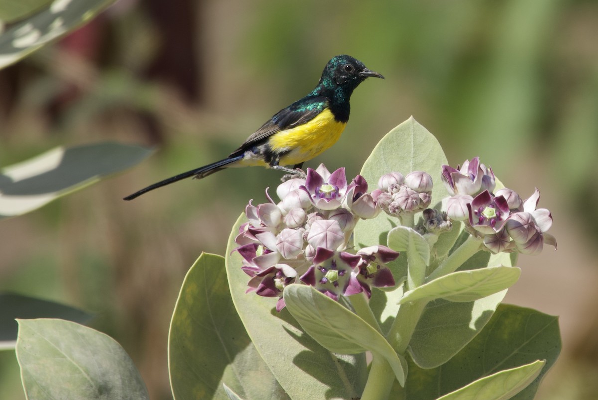 Nile Valley Sunbird - ML632312971