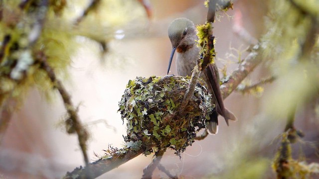 Anna's Hummingbird - ML632313084