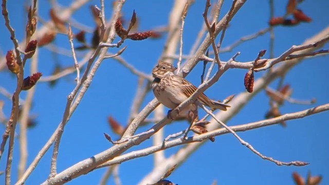 Vesper Sparrow - ML632313087