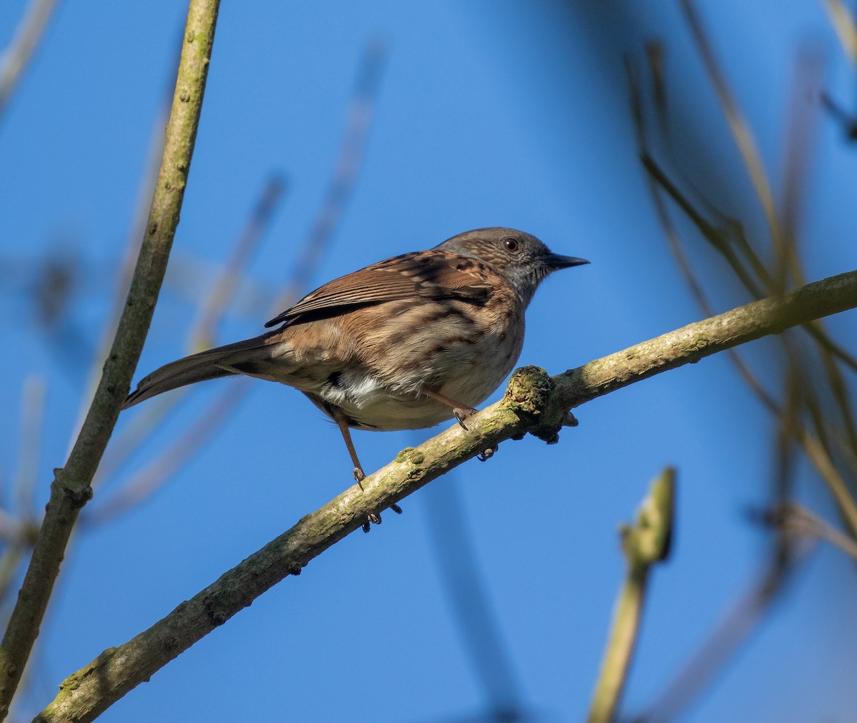 Dunnock - ML632313224
