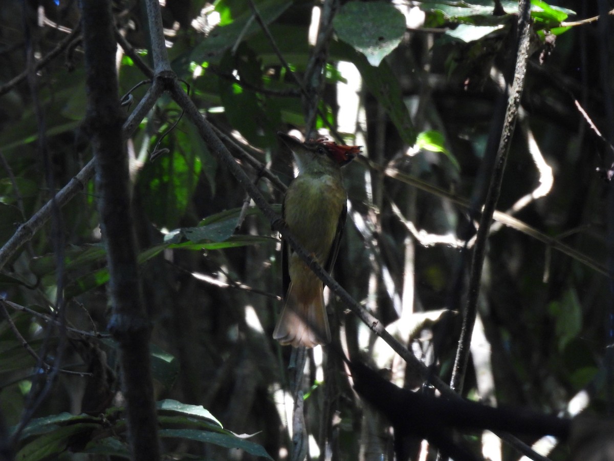 Tropical Royal Flycatcher (Northern) - ML632313229
