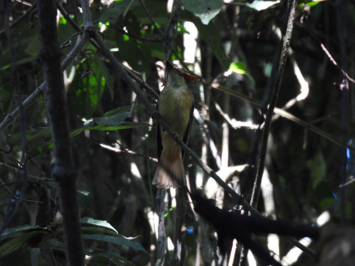 Tropical Royal Flycatcher (Northern) - ML632313230