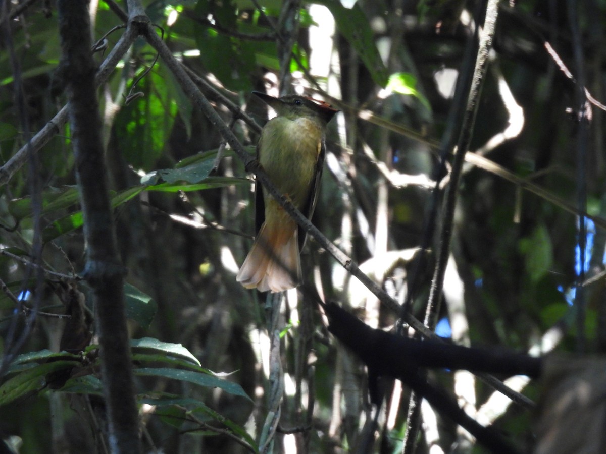 Tropical Royal Flycatcher (Northern) - ML632313232
