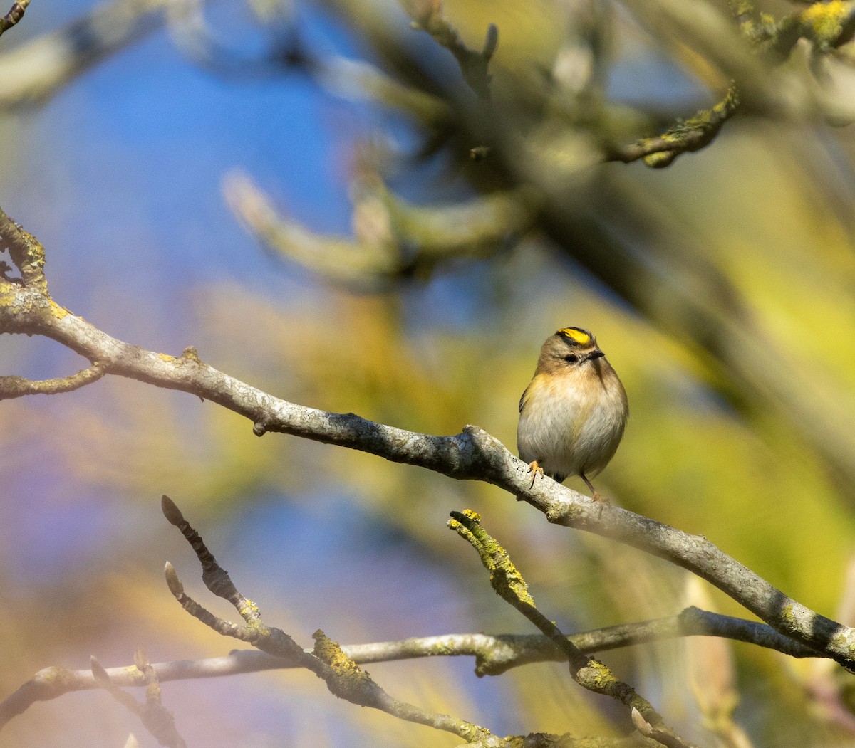 Goldcrest - ML632313233