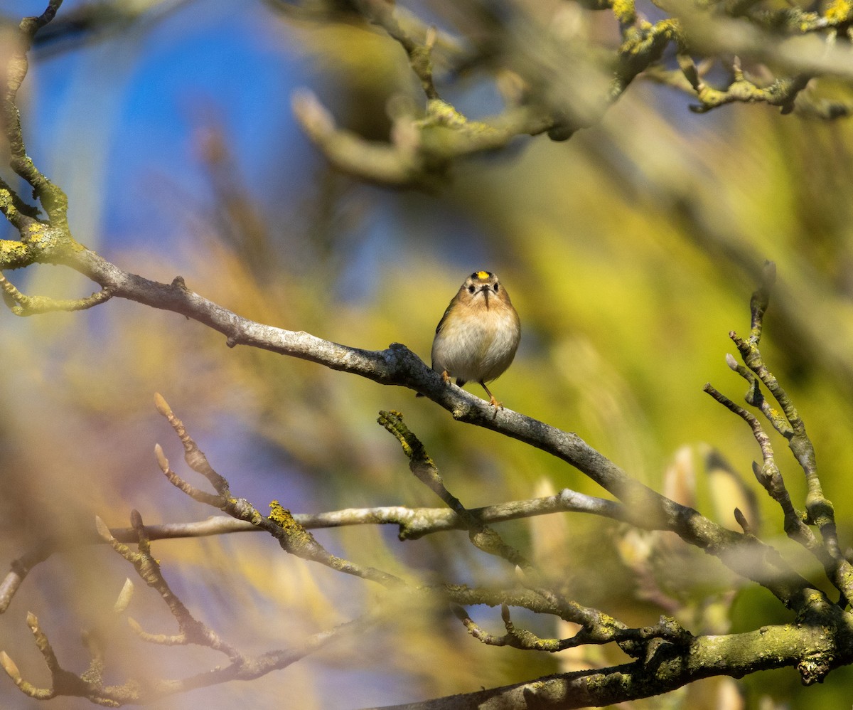 Goldcrest - ML632313239