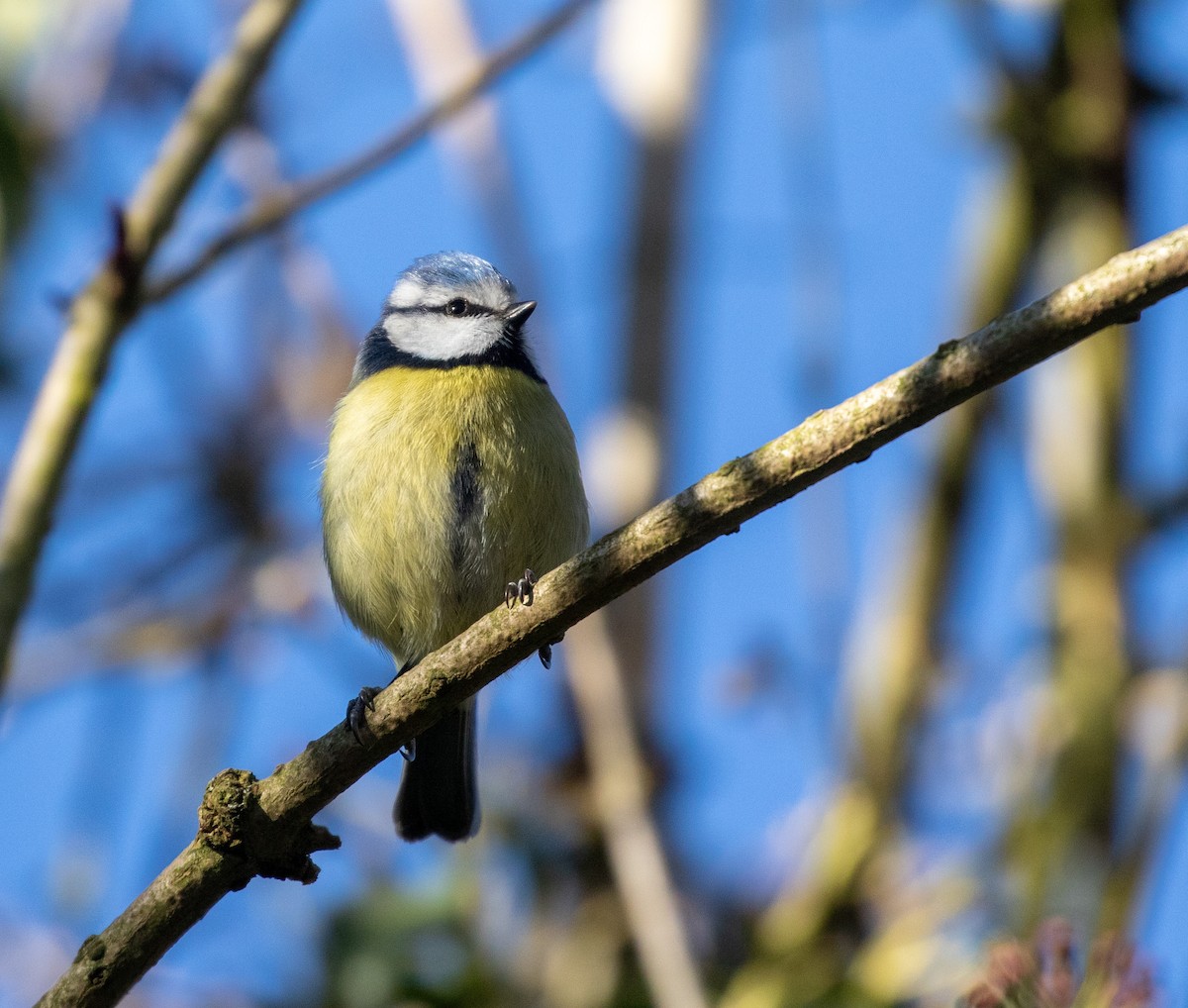 Eurasian Blue Tit - ML632313240