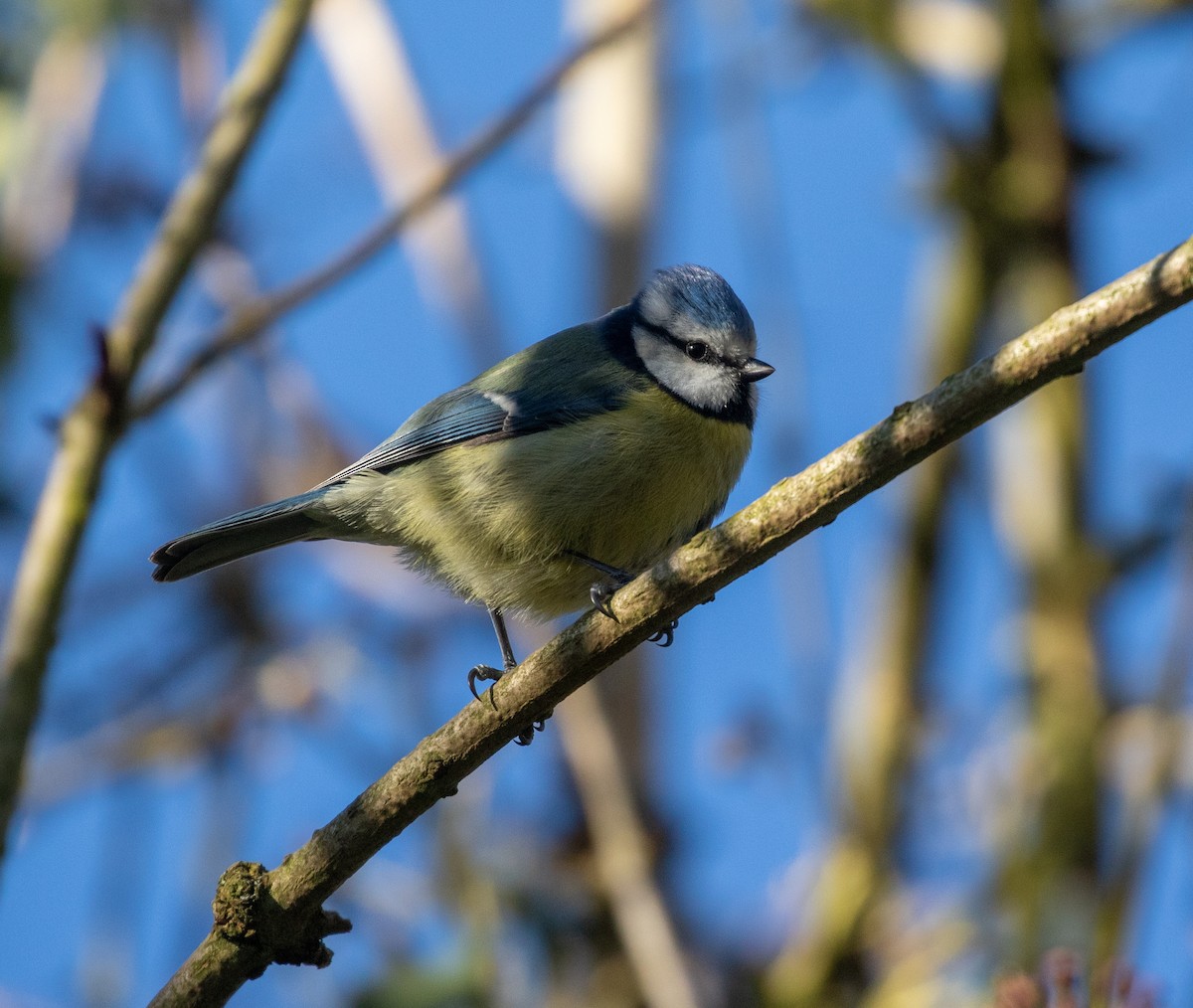 Eurasian Blue Tit - ML632313244