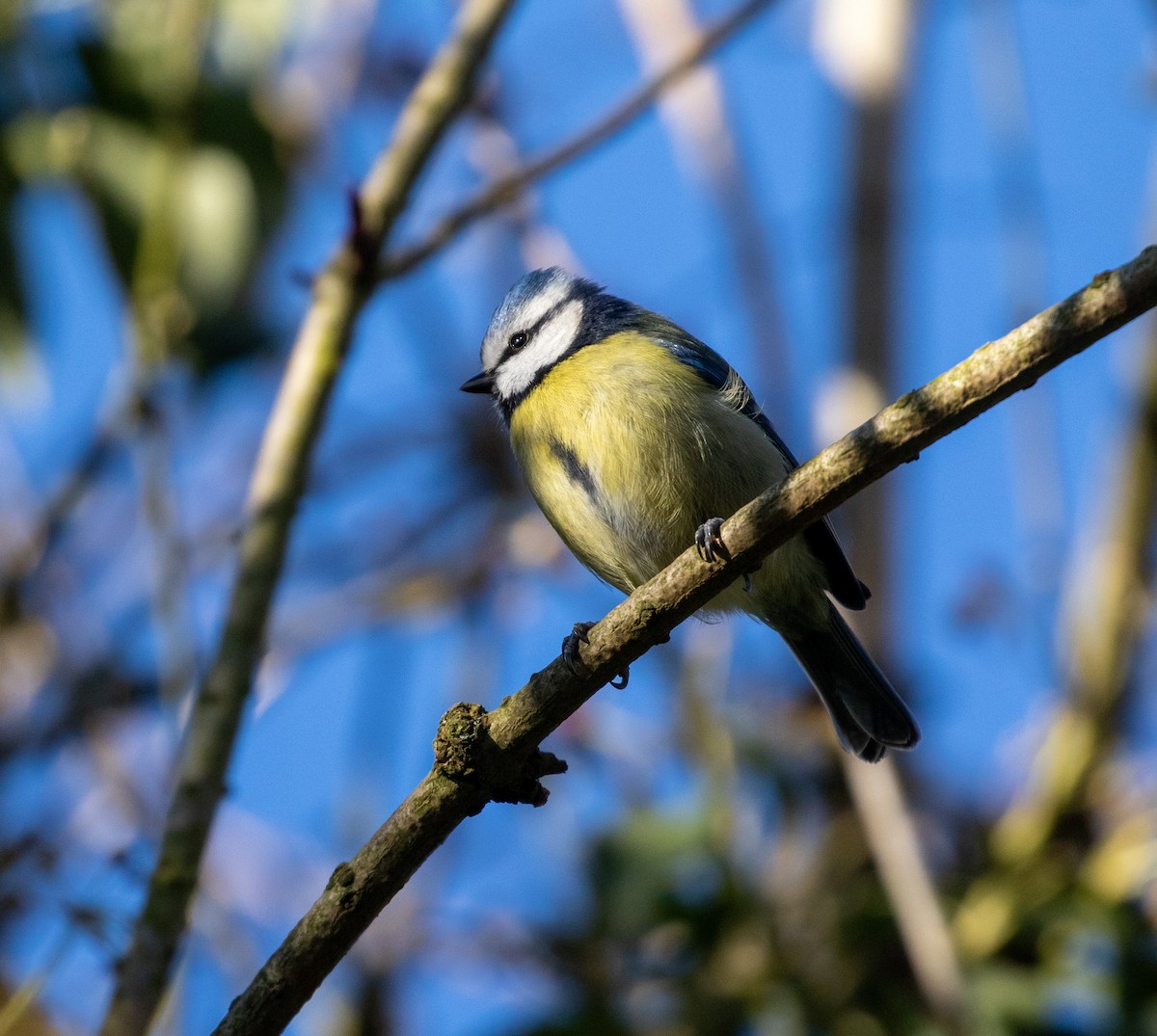 Eurasian Blue Tit - ML632313245