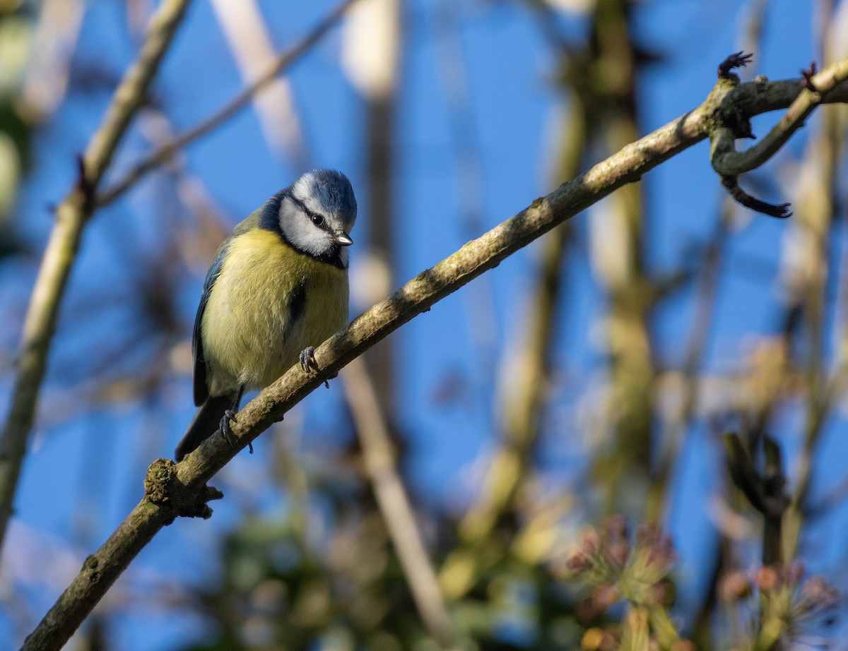 Eurasian Blue Tit - ML632313248