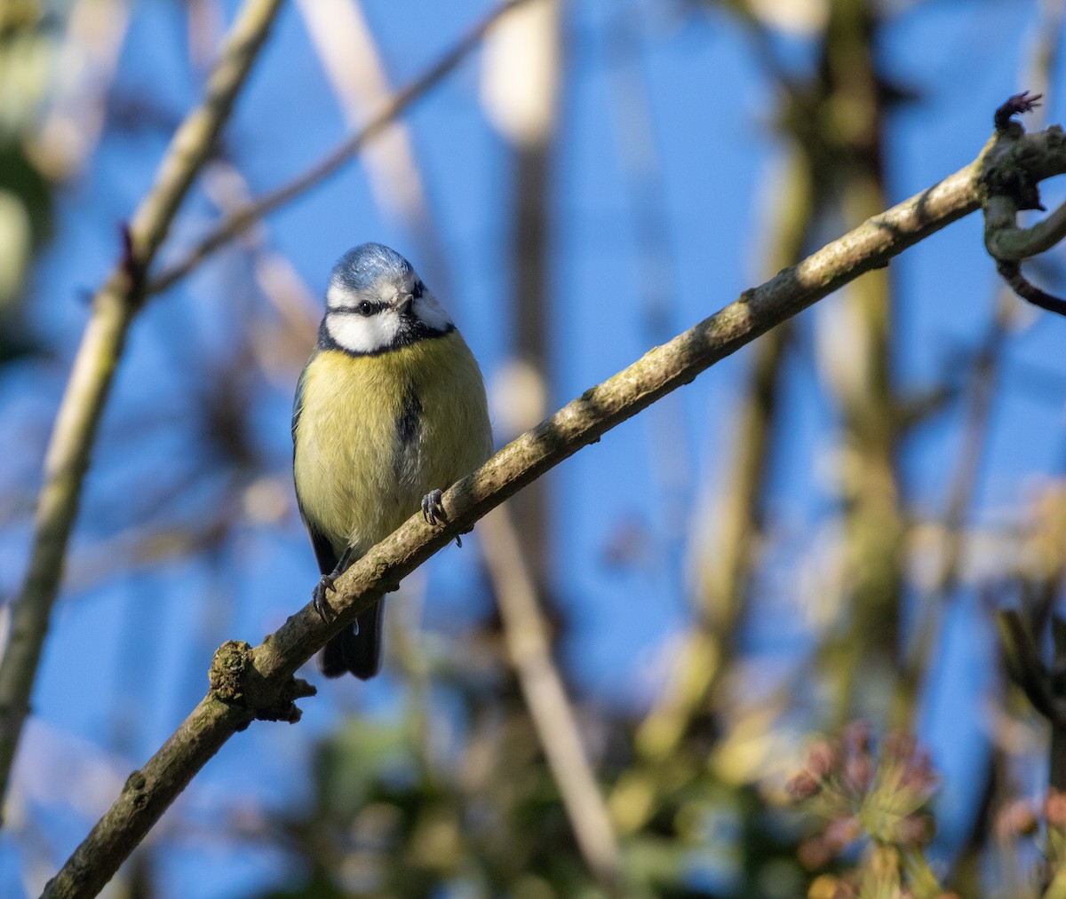 Eurasian Blue Tit - ML632313255