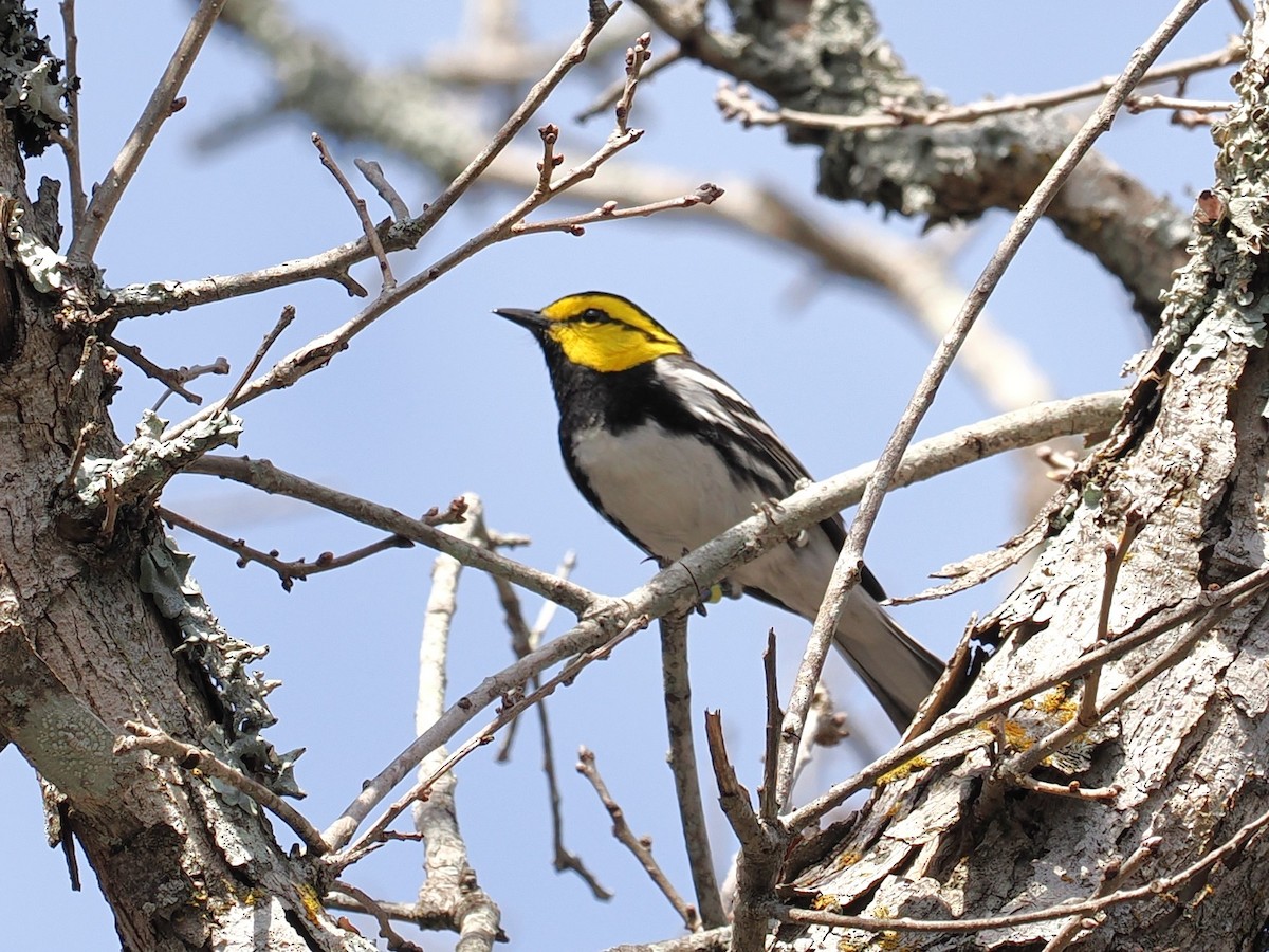 Golden-cheeked Warbler - ML632313337