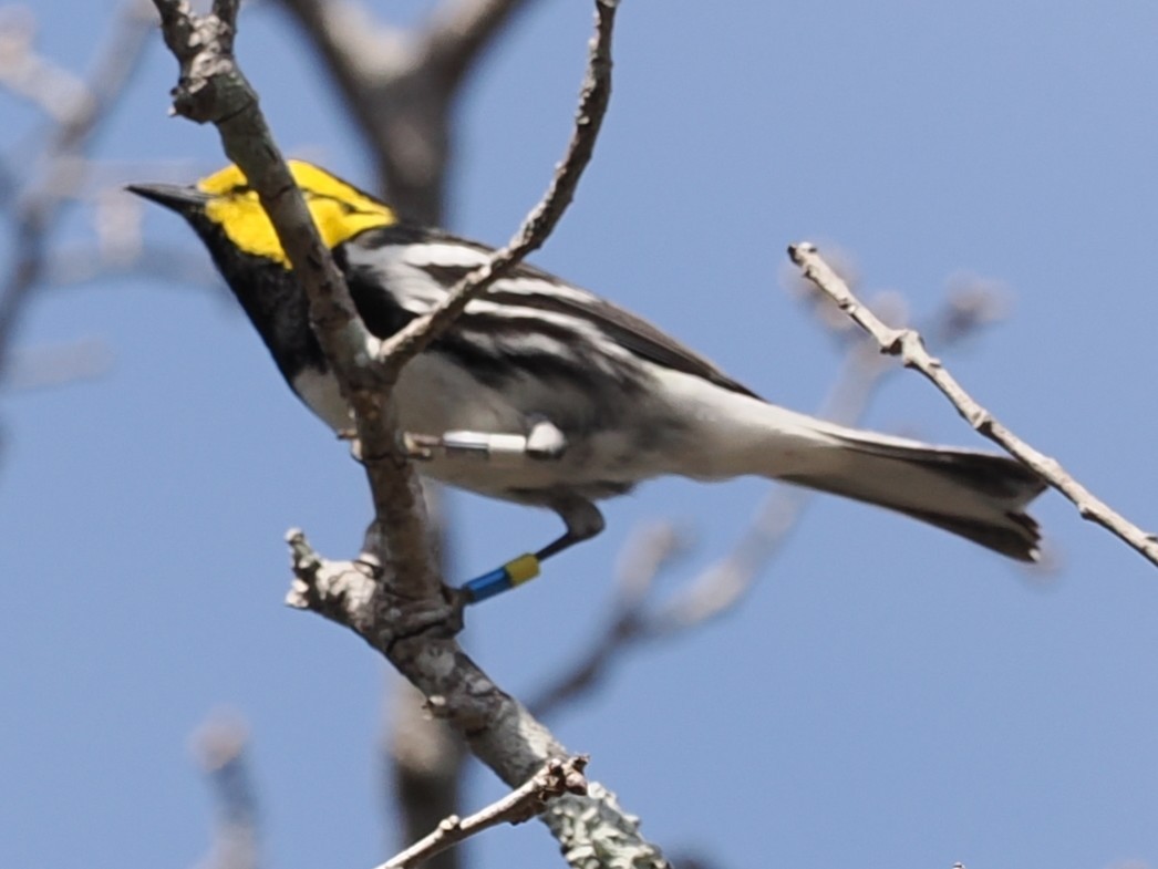 Golden-cheeked Warbler - ML632313338