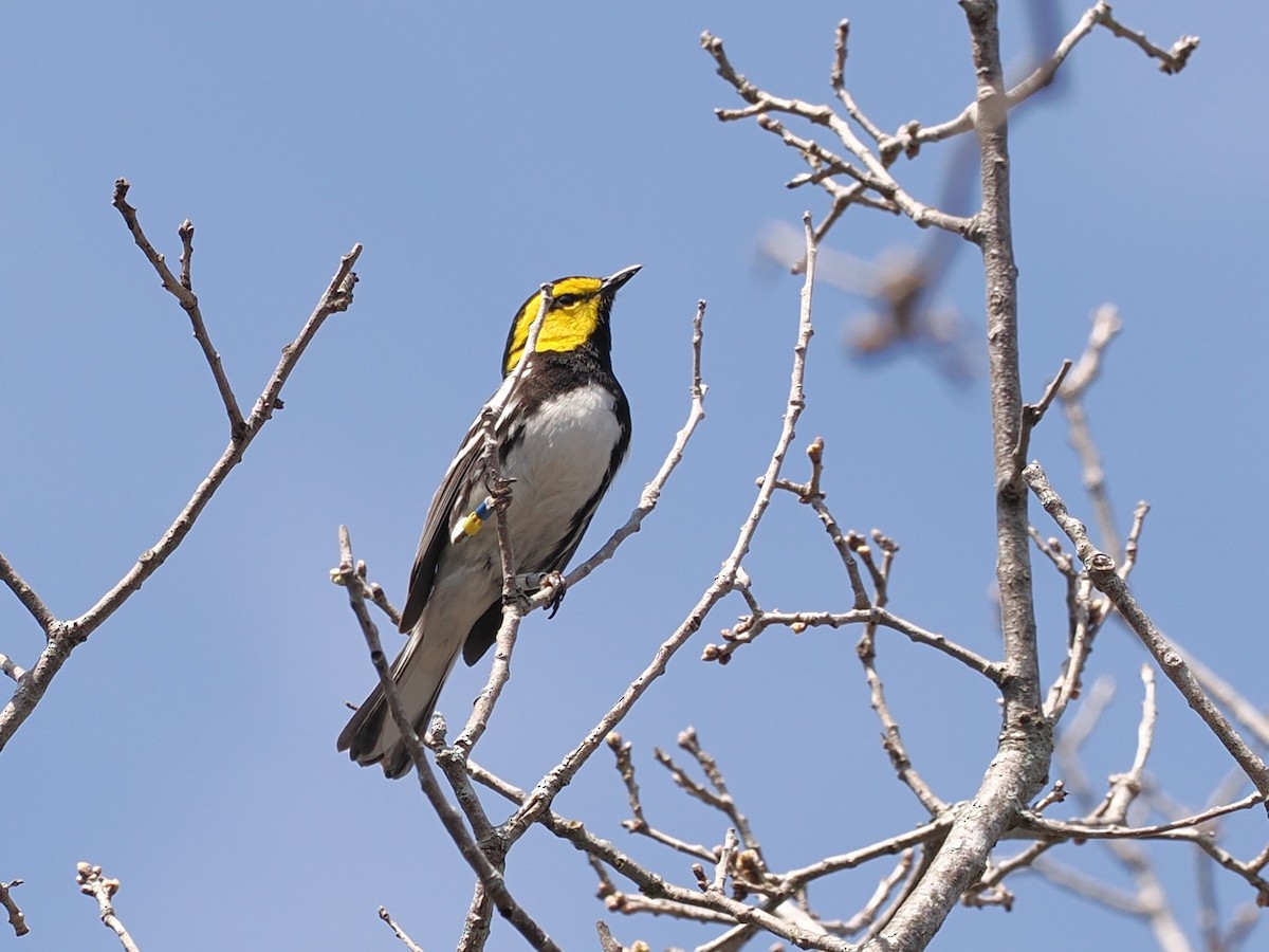 Golden-cheeked Warbler - ML632313339