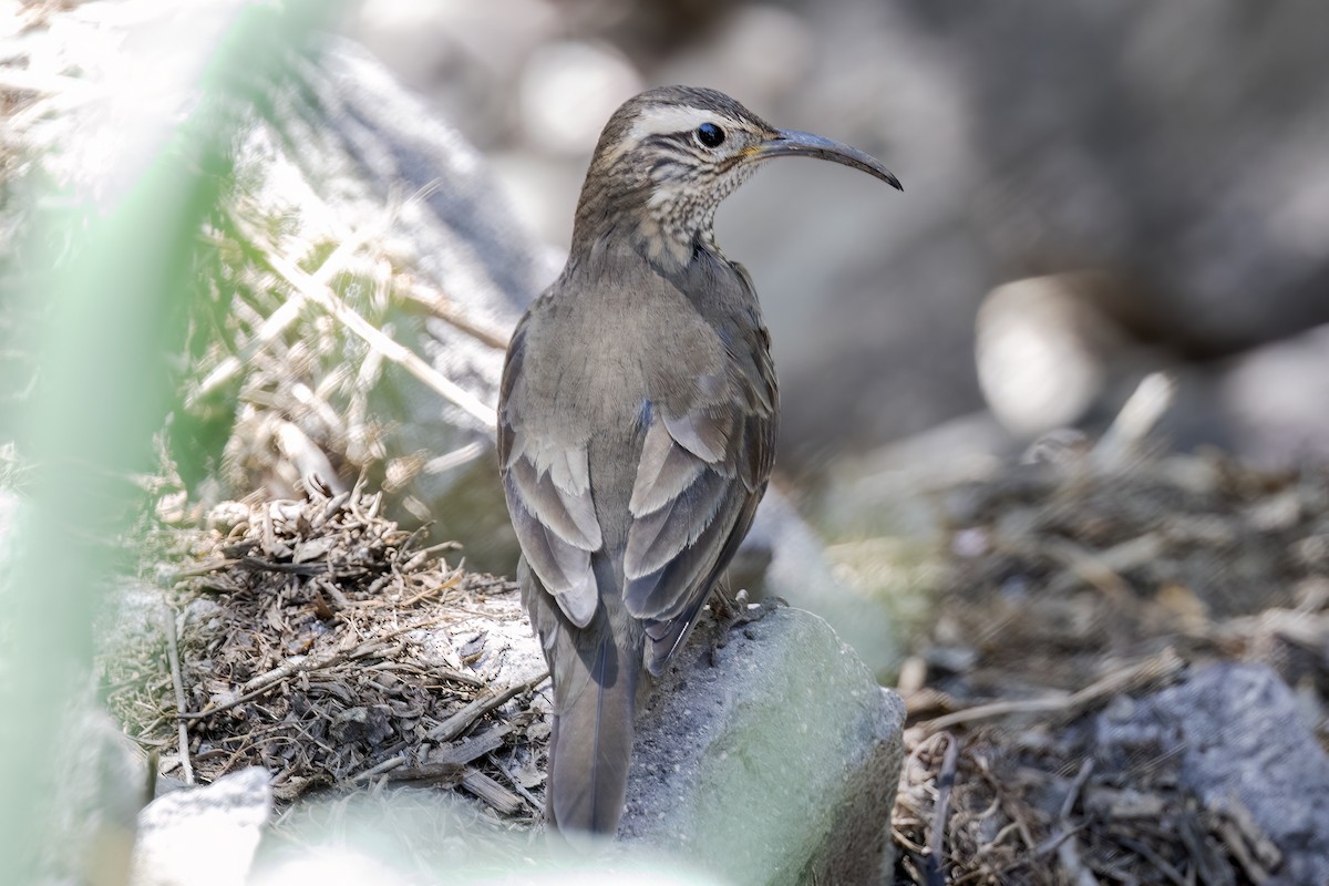 パタゴニアモリカマハシカマドドリ - ML632313357