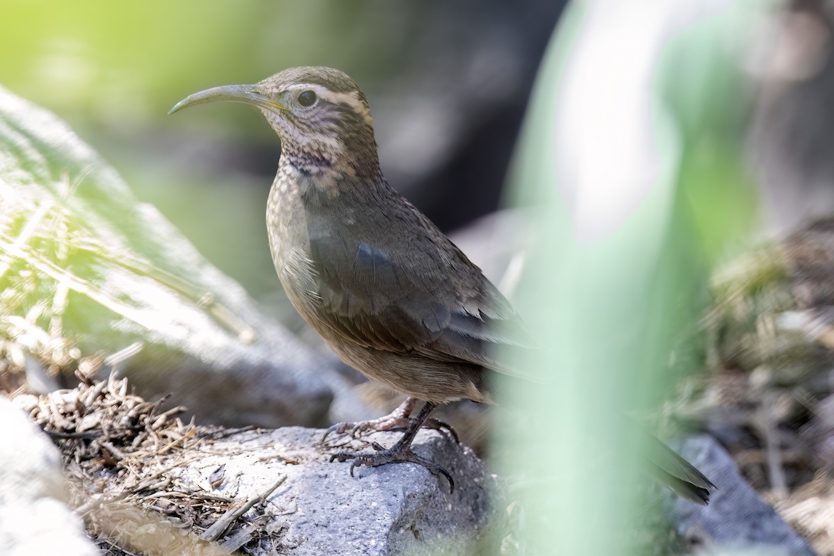 パタゴニアモリカマハシカマドドリ - ML632313377