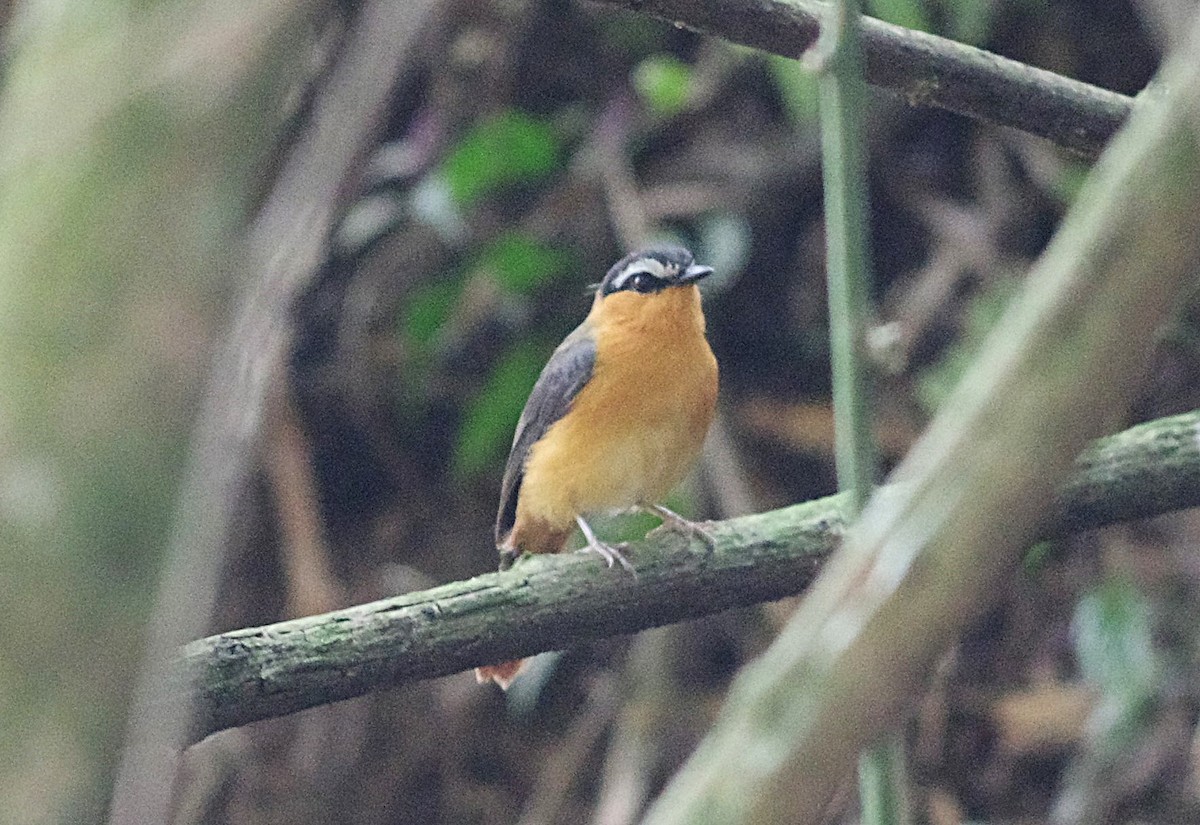 Gray-winged Robin-Chat - ML632313405