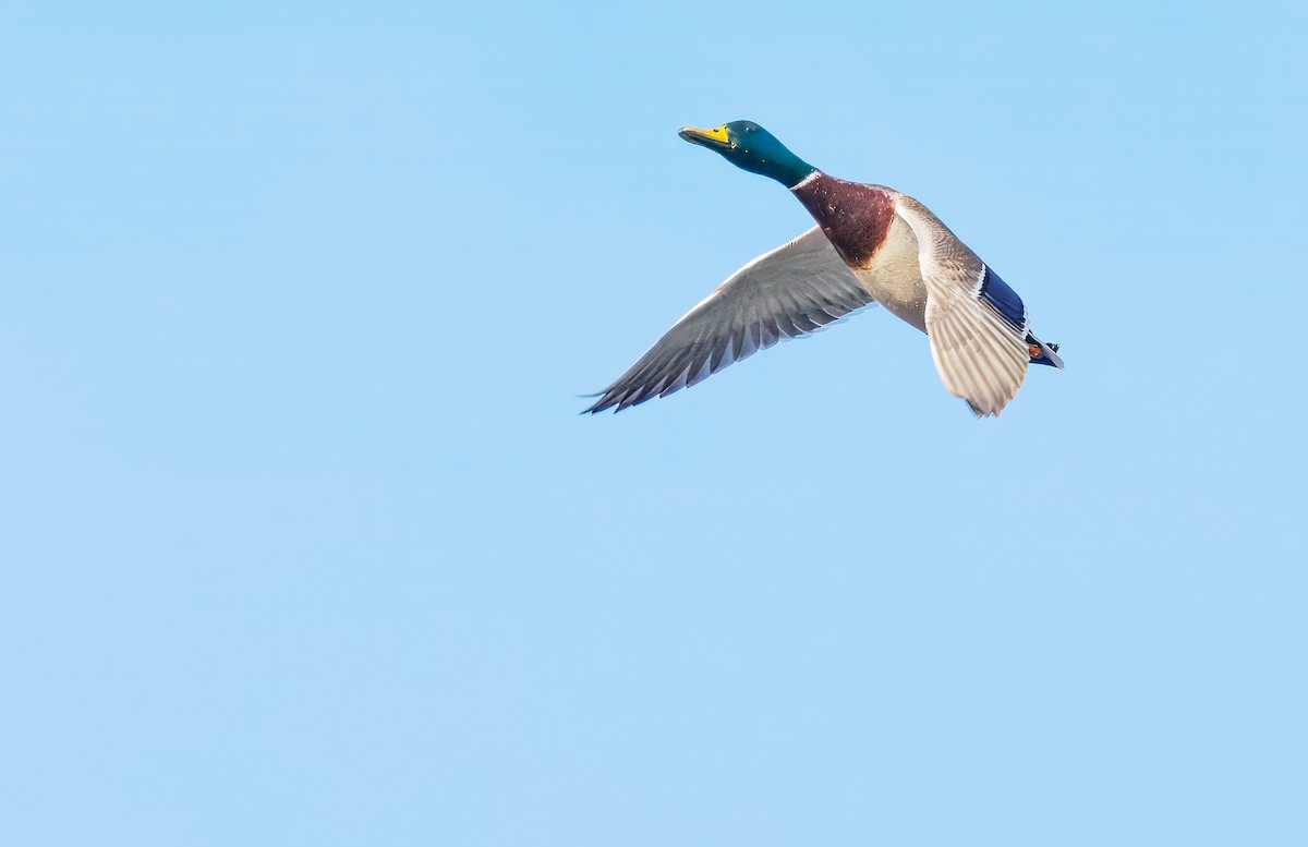 Mallard - ML632313485