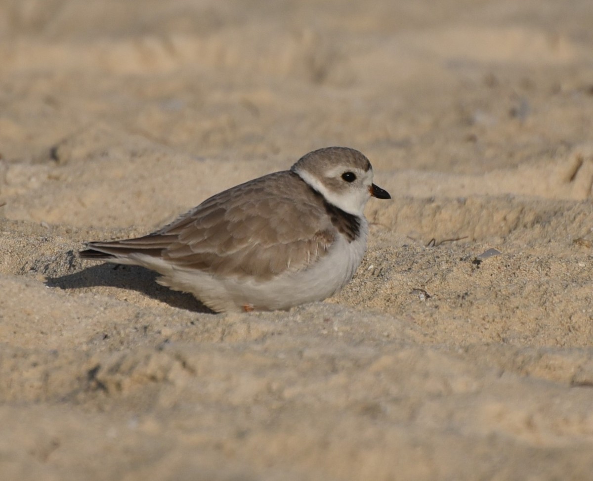 Piping Plover - ML632313512