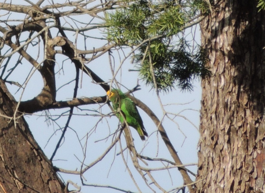 Yellow-fronted Parrot - ML632313516