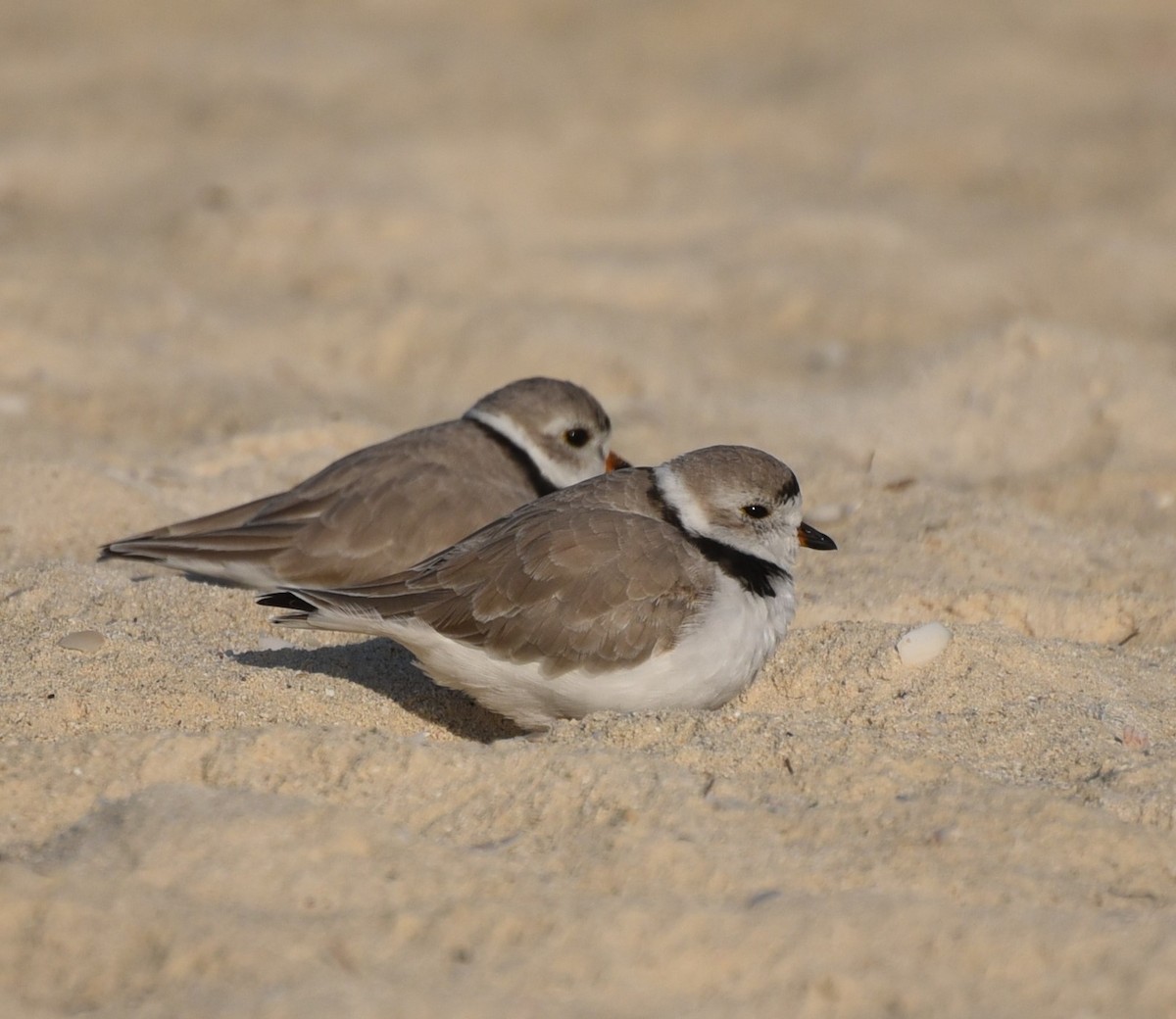 Piping Plover - ML632313550