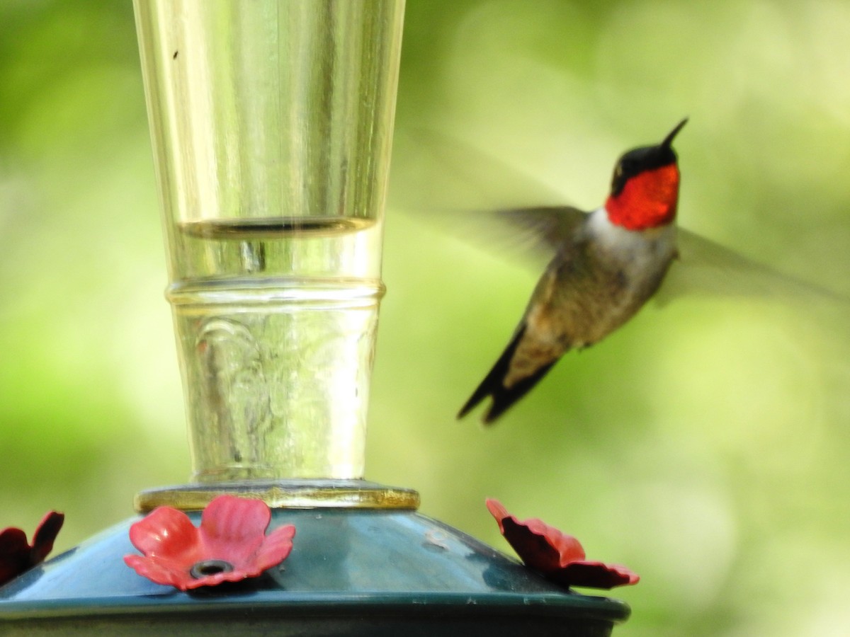 Ruby-throated Hummingbird - ML632313583