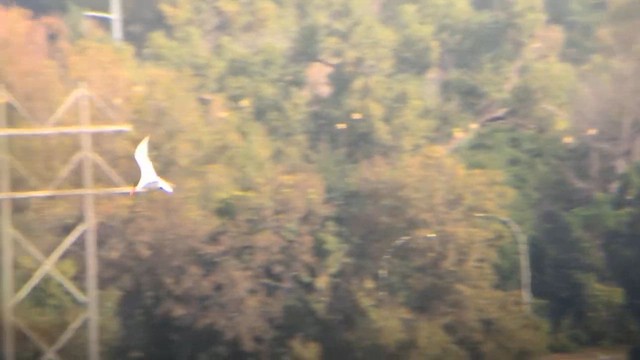 Caspian Tern - ML632313608