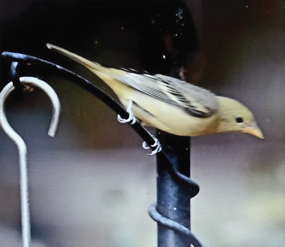 Western Tanager - ML632313629