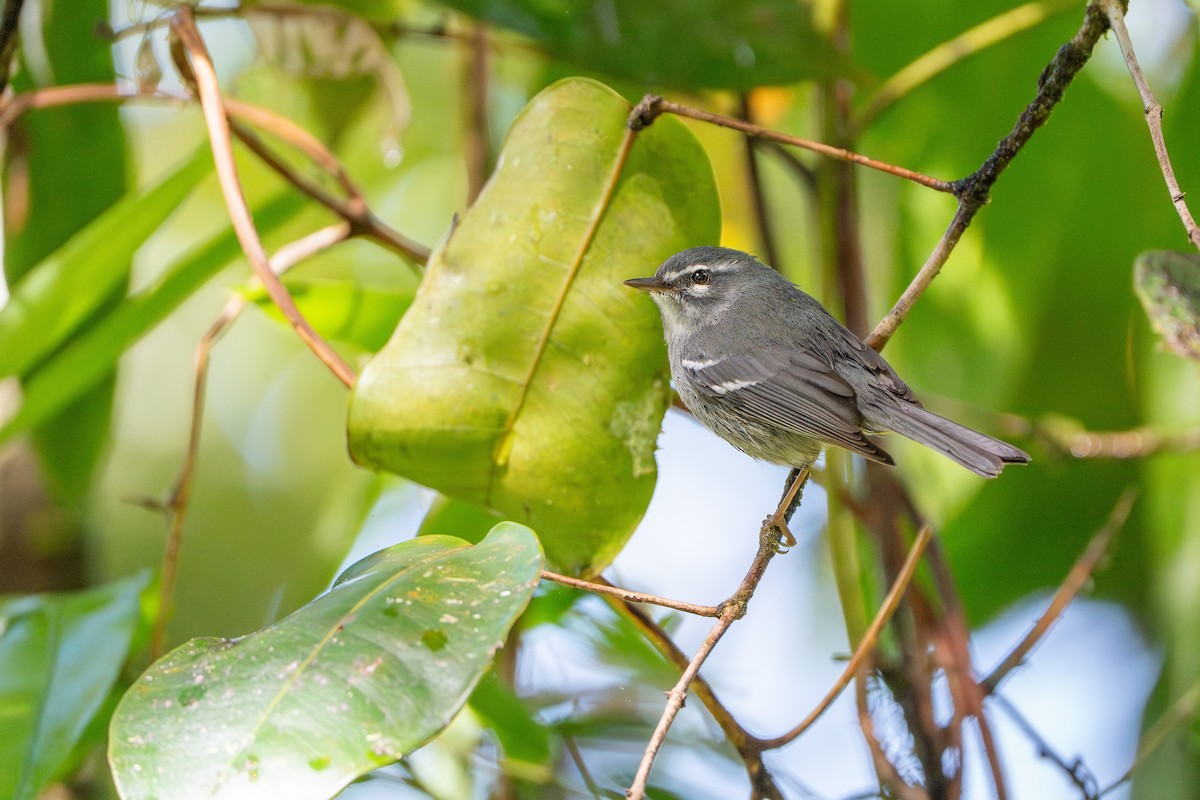 Plumbeous Warbler - ML632313651