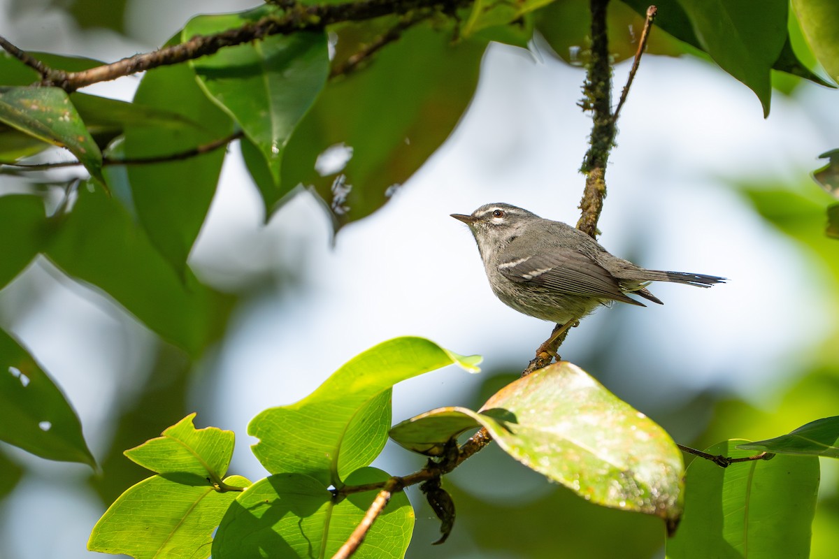Plumbeous Warbler - ML632313652