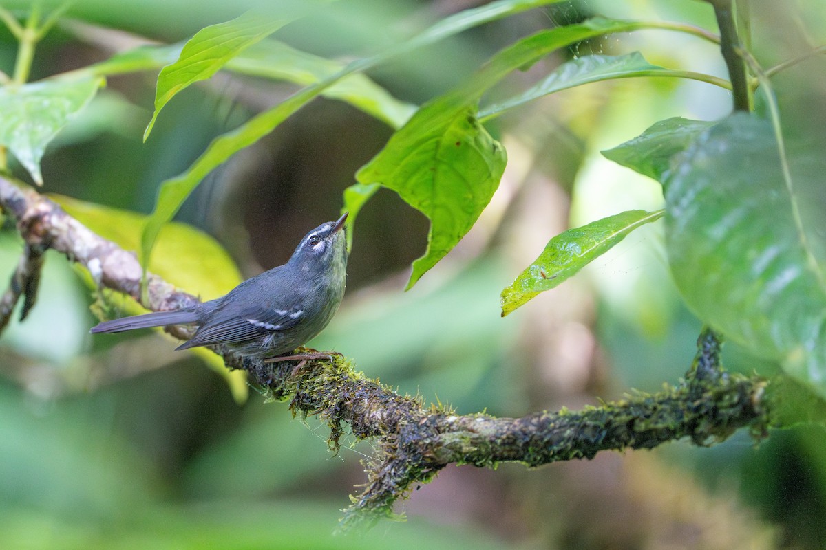 Plumbeous Warbler - ML632313653