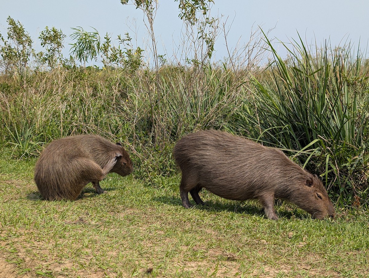 Capybara - ML632313654