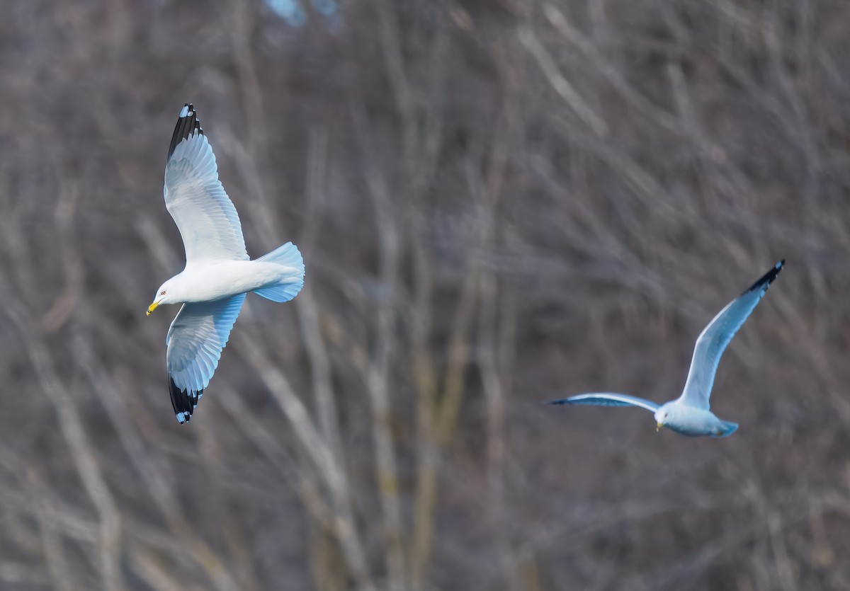 Ring-billed Gull - ML632313727