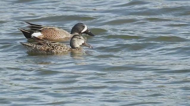 Blue-winged Teal - ML632313749