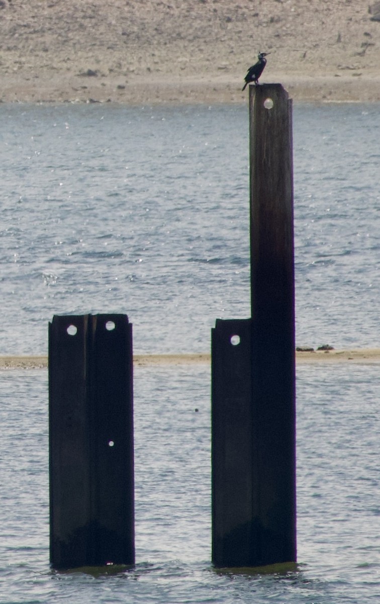 Cormorano - ML632313860