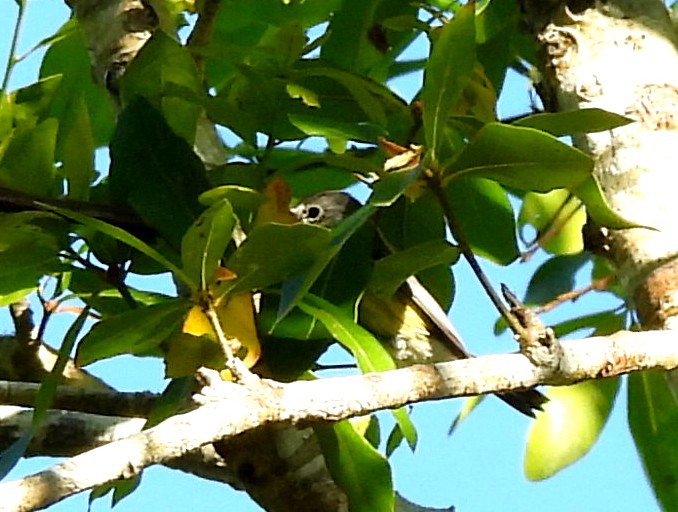 Magnolia Warbler - ML632313888