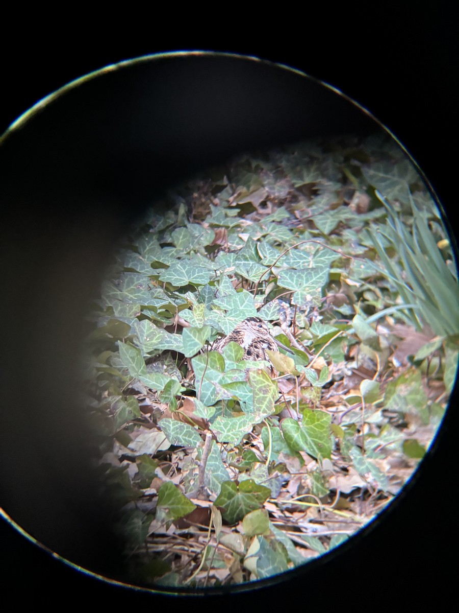 American Woodcock - ML632313889