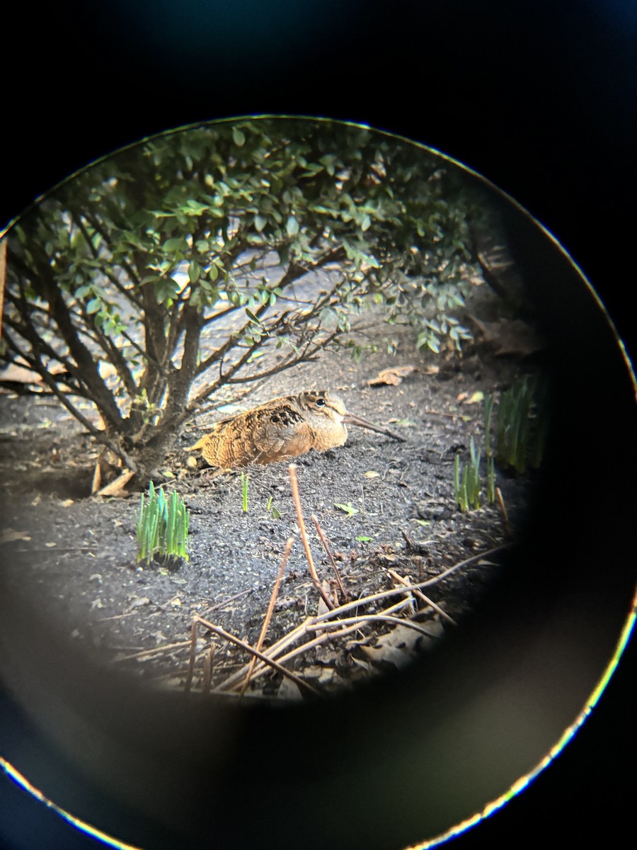 American Woodcock - ML632313890