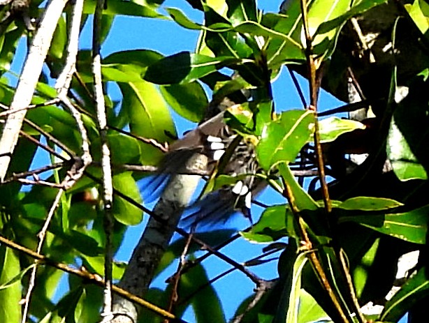 Magnolia Warbler - ML632313899