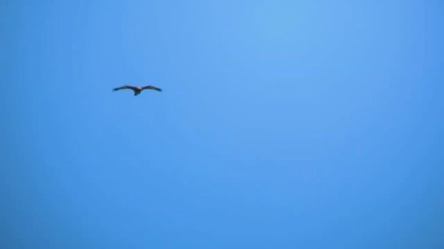 Aquila reale - ML632313946