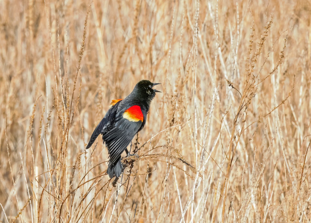 Red-winged Blackbird - ML632313998