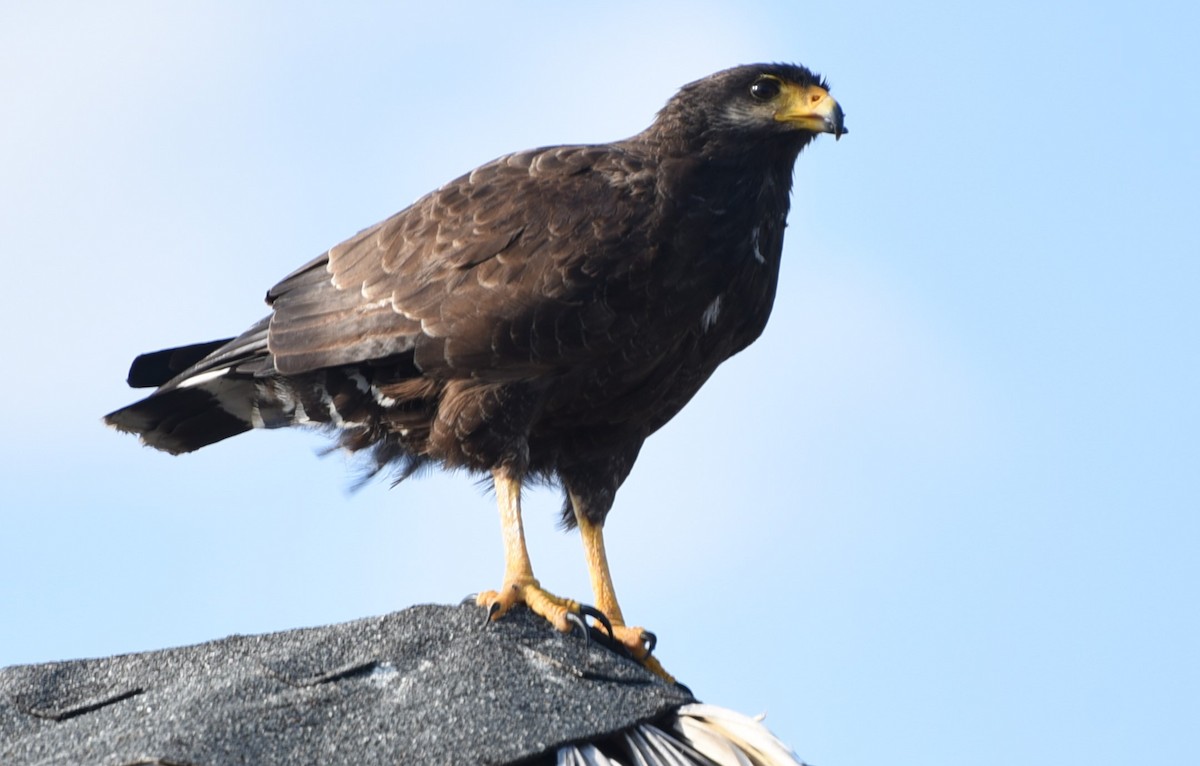 Cuban Black Hawk - ML632314133