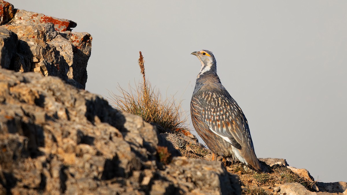 Caspian Snowcock - ML632314190