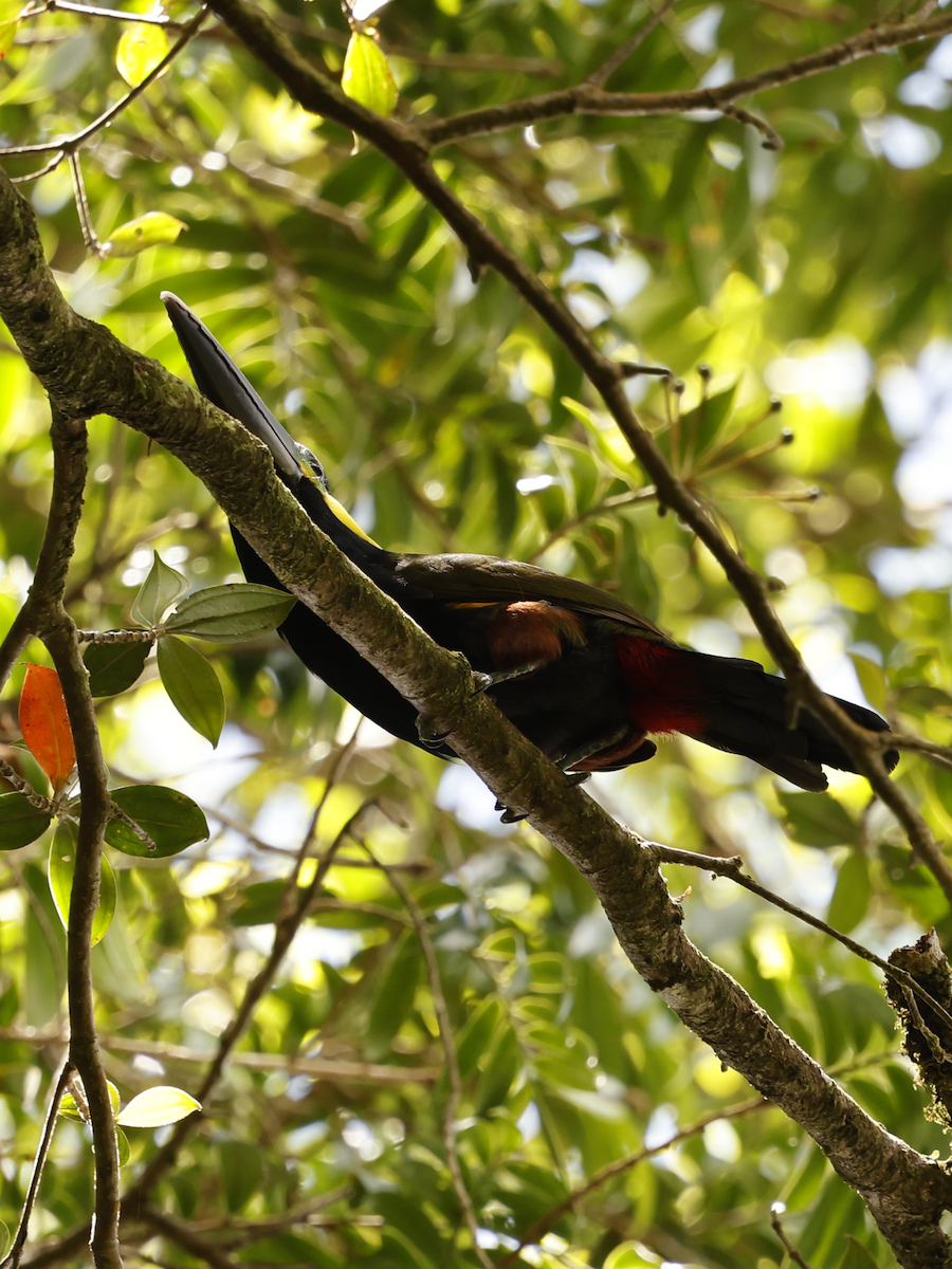 Yellow-eared Toucanet - ML632314195