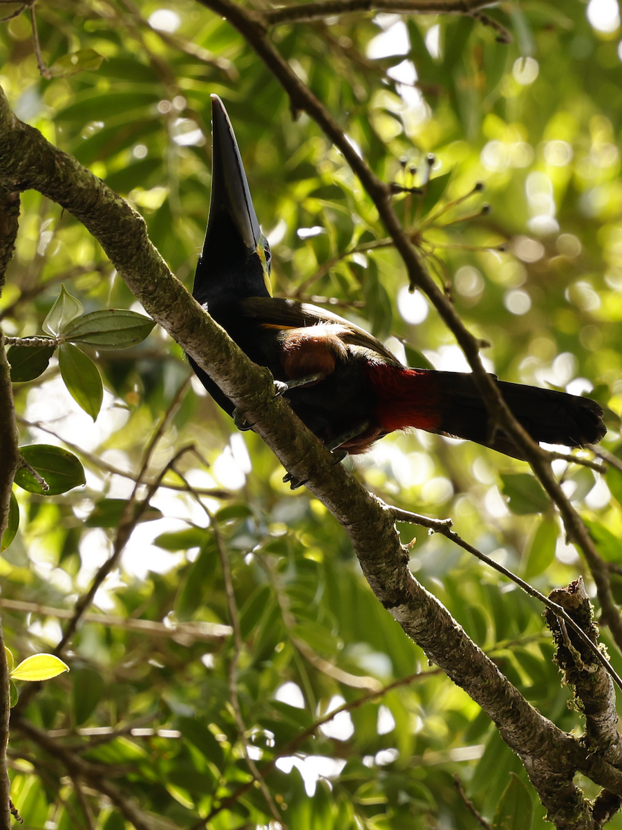 Yellow-eared Toucanet - ML632314196
