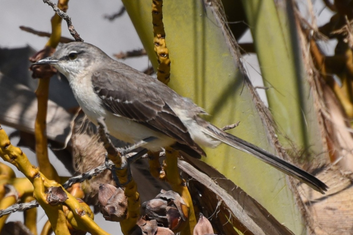 Bahama Mockingbird - ML632314215