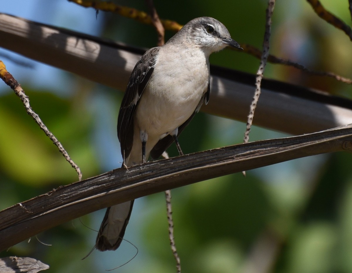 Bahama Mockingbird - ML632314234