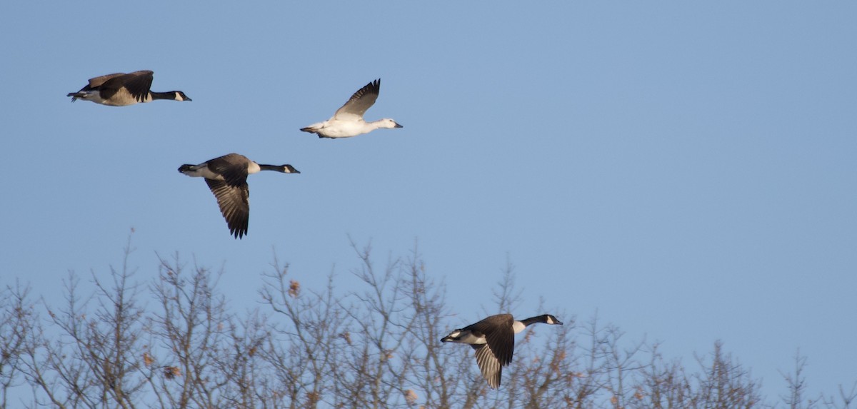 Snow Goose - ML632314256