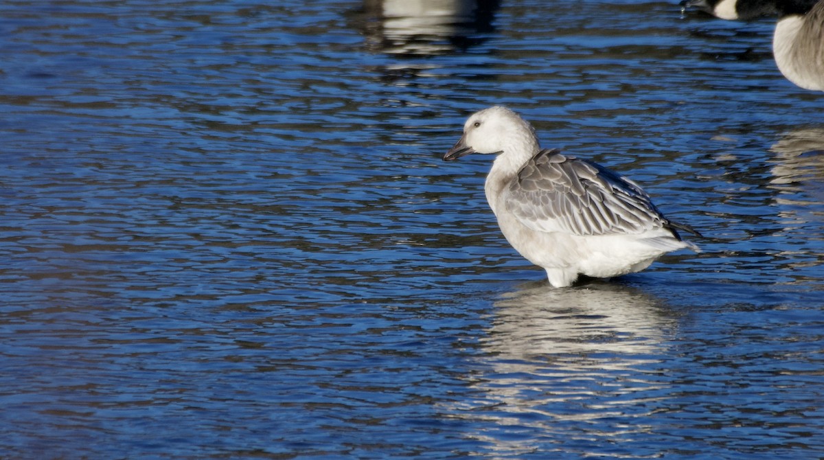 Snow Goose - ML632314258