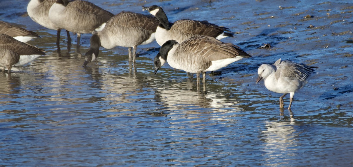 Snow Goose - ML632314259