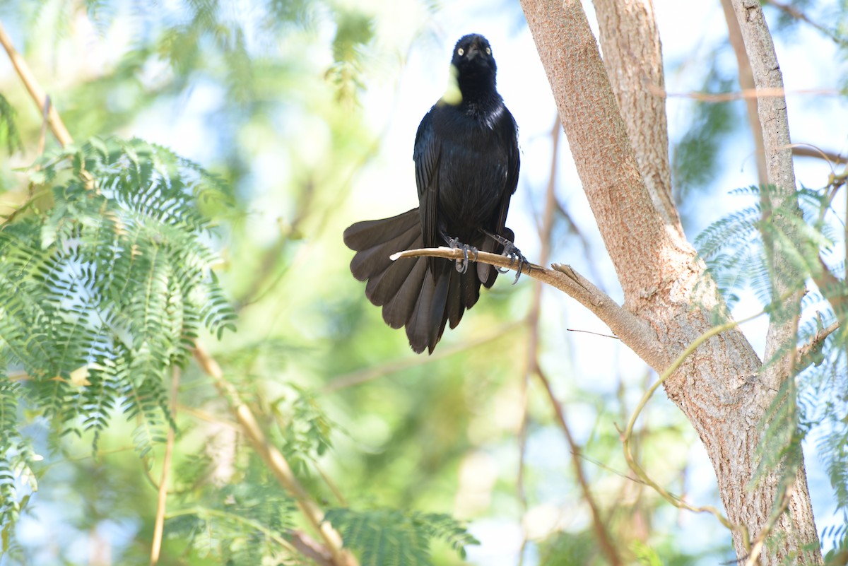 Greater Antillean Grackle - ML632314304